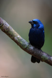 Blue Bunting