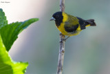 Black-headed Siskin