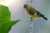 Black-headed Siskin