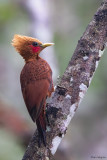 Chestnut-colored Woodpecker