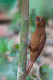 Ruddy Woodcreeper
