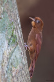 Ruddy Woodcreeper