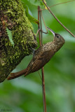 Northern Spotted Woodcreeper 