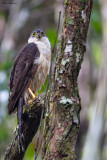 Bicolored Hawk