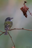 Northern Bentbill