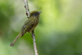 Eye-ringed Flatbill