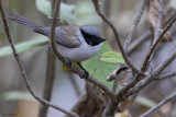 Bushtit