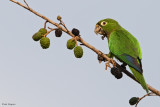 Aztec Parakeet