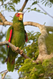 White-fronted Amazon