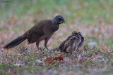 Plain Chachalaca