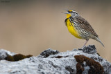 Eastern Meadowlark