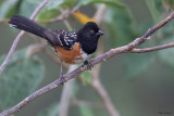 Spotted Towhee