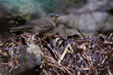 Slaty Finch