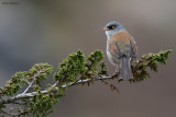 Yellow-eyed Junco