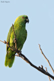 Yellow-naped Amazon 