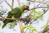 Red-lored Amazon