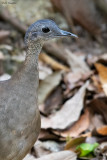 Great Tinamou