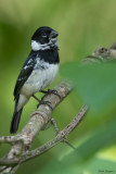 White-collared Seedeater