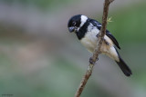 White-collared Seedeater