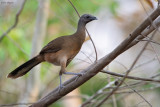 Plain Chachalaca 