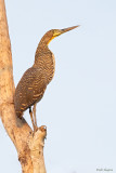 Bare-throated Tiger-heron
