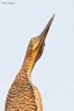 Bare-throated Tiger-heron