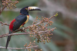 Collared Aracari