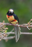 Collared Aracari