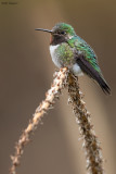 Broad-tailed Hummingbird