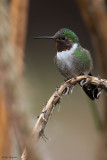 Broad-tailed Hummingbird
