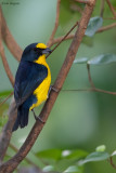 Yellow-throated Euphonia 