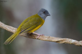 Grey-headed Tanager