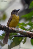 Black-throated Shrike-tanager 