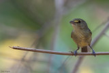 Mangrove Vireo