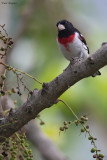 Rose-breasted Grosbeak