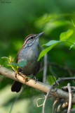 Rufous-and-white Wren