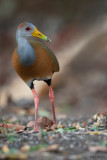 Russet-naped Wood-Rail