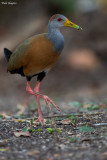 Russet-naped Wood-Rail