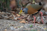 Russet-naped Wood-Rail