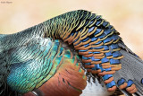 Ocellated Turkey