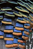 Ocellated Turkey
