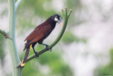 Montezuma Oropendola
