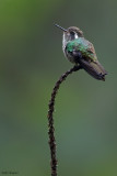 White-eared Hummingbird