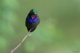 Garnet-throated Hummingbird