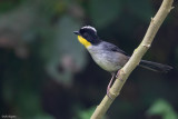 White-naped Brush-Finch