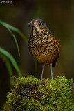 Undulated Antpitta