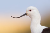 Andean Avocet