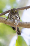 Mountain Pygmy-Owl