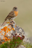 Robin Accentor 