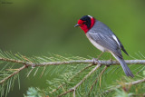 Red-faced Warbler